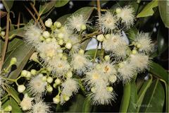 Syzygium hemisphericum